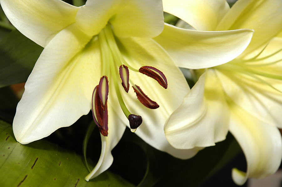 white_tear_1